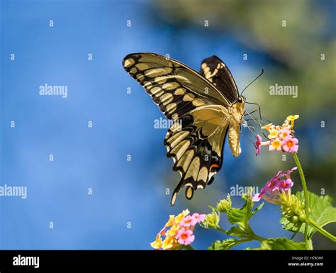 The Giant Swallowtail Papilio Cresphontes Butterfly Feeding On