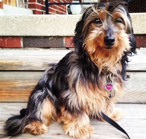 14 Unreal Yorkshire Terrier Cross Breeds You Have To See To Believe
