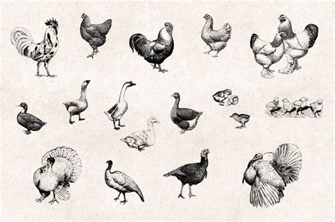 Farm Animals Engravings Set Engraving Illustration Farm