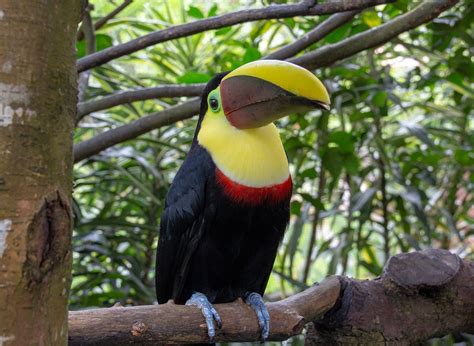Listado De La Fauna De Costa Rica Terrestre Y Marina Una Lista Completa