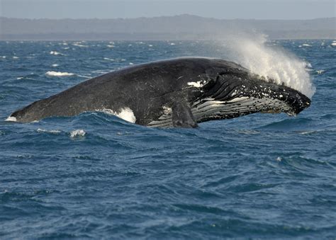 Humpbacks Are Being Drowned Out Hakai Magazine Animals Rare