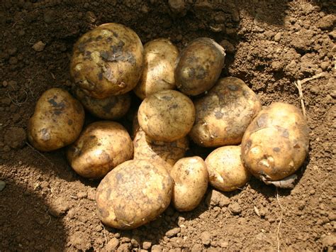 Queens Castlecor Potatoes
