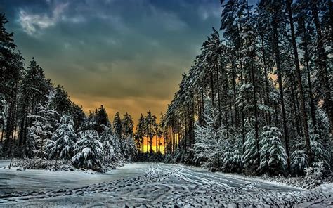 Hd Wallpaper Canada Ontario Forest Winter Snow Trails Trees