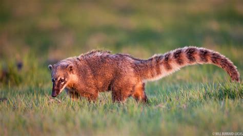 Brazil South American Coatis Photos Pictures Images