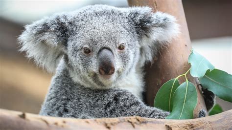 Download animated wallpaper, share & use by youself. Animal Koala Wallpaper | HD Wallpapers