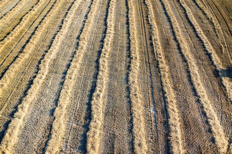 Wheat Stubble Stock Photo Image Of Season Farm Meadow 60000416