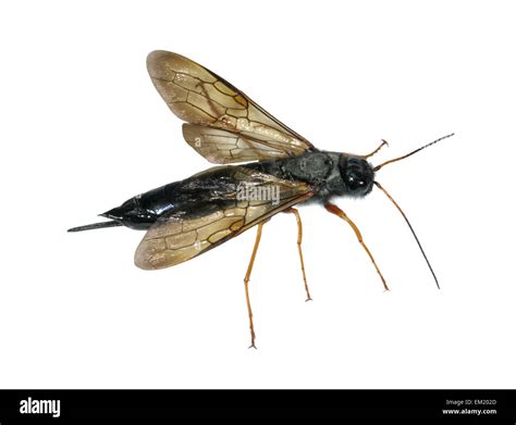 Sirex Juvencus A Species Of Wood Wasp Stock Photo Alamy