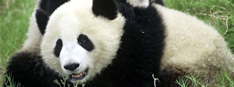 What Do Pandas Eat And Other Giant Panda Facts Stories Wwf