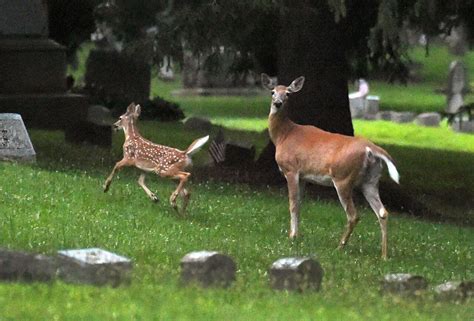dec questions how ny communities kill deer other nuisance wildlife