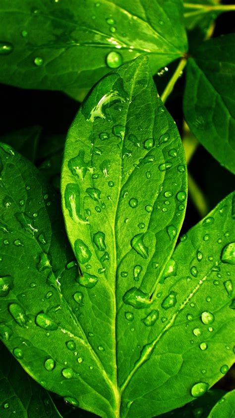 Leaves And Dew Iphone Wallpapers Free Download
