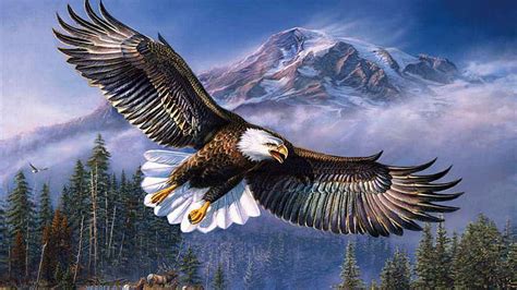 Bald Eagle Flying Wallpaper Hd
