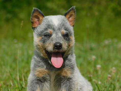 Australian Cattle Dog Puppies For Sale Morehead Ky 300202