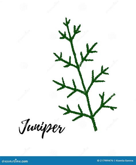 Hand Drawn Green Juniper Branch Isolated On White Background Vector