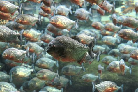Red Bellied Piranha Facts Critterfacts