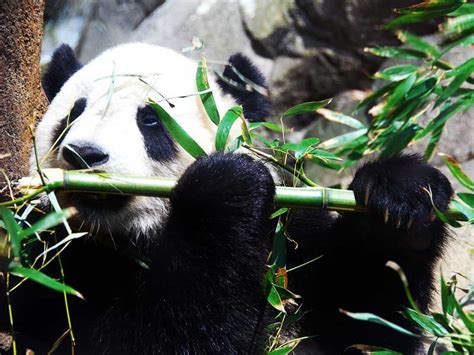 Giant Panda Lifestyle Habitat Diet Facts Science4fun