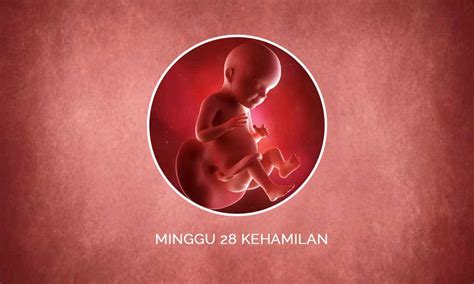 Perkembangan Janin 28 Minggu Kehamilan Perubahan Ibu And Bayi Zuriat