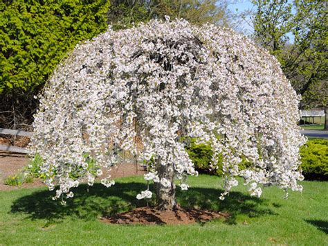 Weeping Cherry Trees Woodend Nursery And Garden Supplies