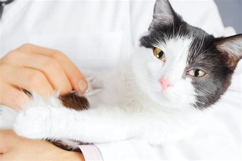 It's important to look out severe complications that cats do throw up undigested food, and this could be due to eating too fast, or consuming too much food in a short period of time. Blood In Your Cat's Stool? What's Happening & What To Do