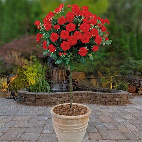 Rose Patio Standard Red Bare Root X 2 Yougarden