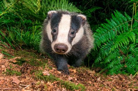 England Shocking Pictures Of Dead Animals Killed In Badger Cull