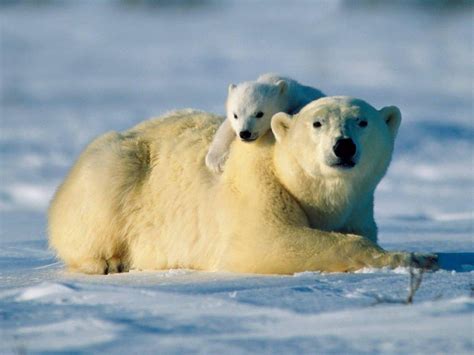 Polar Bears Facts Eat Baby Population Endangered