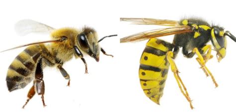 Apa Perbedaan Tawon Dan Lebah Berikut Ciri Ciri Yang Membedakan