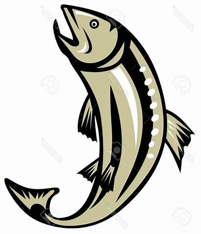 Salmon Jumping Clipart Trout Bass Largemouth Ikan
