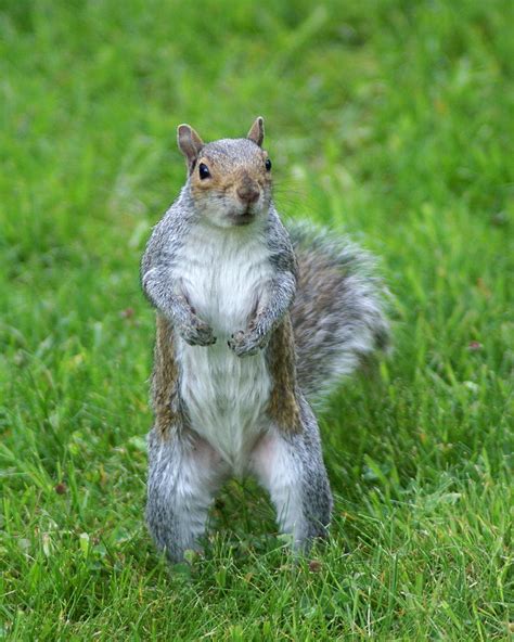 Squirrel Standing In Spokane Photograph By Ben Upham Iii Fine Art America