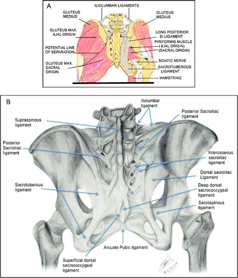 Interosseous Ligament Si Joint