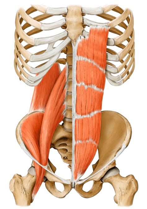 Your Core Muscles Deeper Than You Think Yoga Anatomy