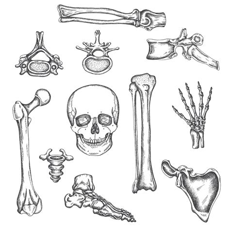 Esqueleto Humano Huesos Y Articulaciones Ilustración De Dibujo