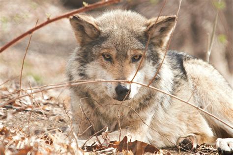 99 Support Mexican Gray Wolf Recovery By Defenders Of Wildlife