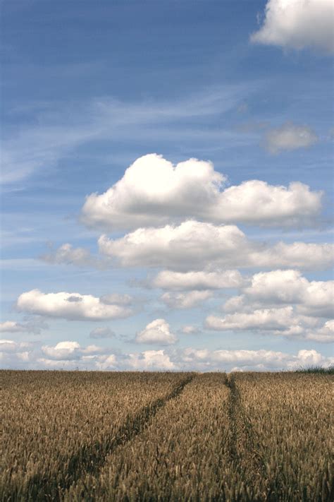 Ladang Jagung Gandum Langit Foto Gratis Di Pixabay Pixabay