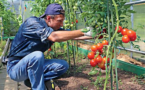 Como Podar Um Tomateiro Para Um Fruto Maior Groho Hidroponia Loja