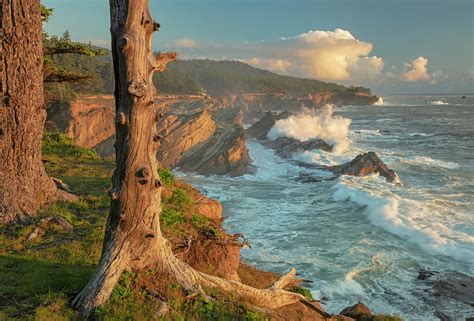 Oregon Coast Trees To Sea Photograph By Rob Brown Fine Art America