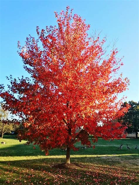 Red Maple Acer Rubrum October Glory