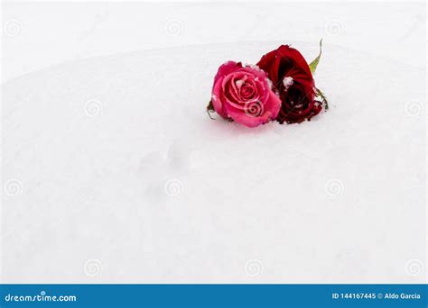 Roses Covered By Snow Stock Image Image Of Flower Winter 144167445