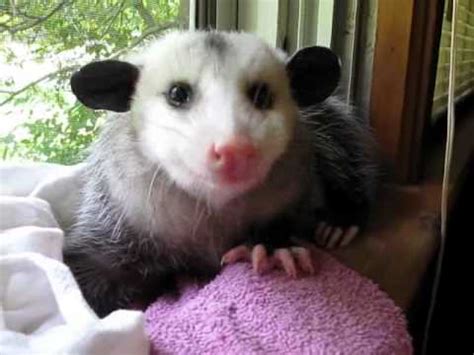 If you have existing pets (e.g., dog, cat), an opossum may not be a great addition. Possum Eating a Strawberry - 1Funny.com