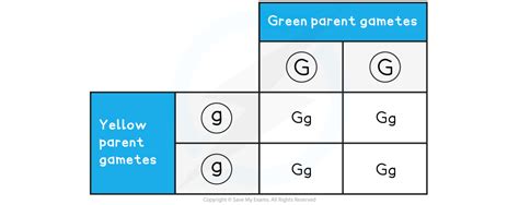 Genetic Inheritance And Genetic Crossing Sl Ib Biology Revision Notes