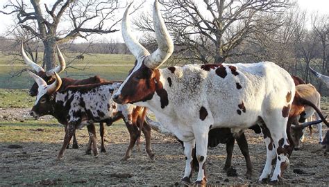 Ankole Watusi Cattle Breed Everything You Need To Know