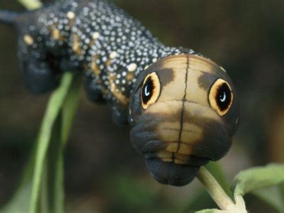 MorgansLists 5 Caterpillars That Look Like Snakes Amazing Photos