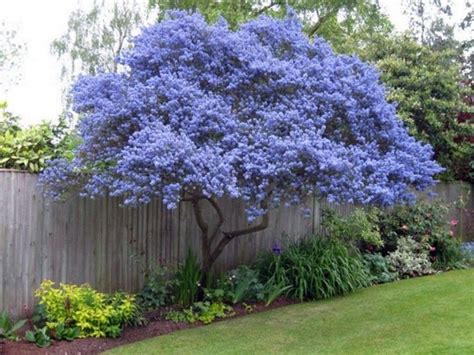 63 Lovely Flowering Tree Ideas For Your Home Yard Trees For Front