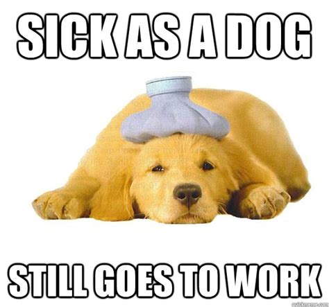 Sick As A Dog Still Goes To Work Sick As A Dog