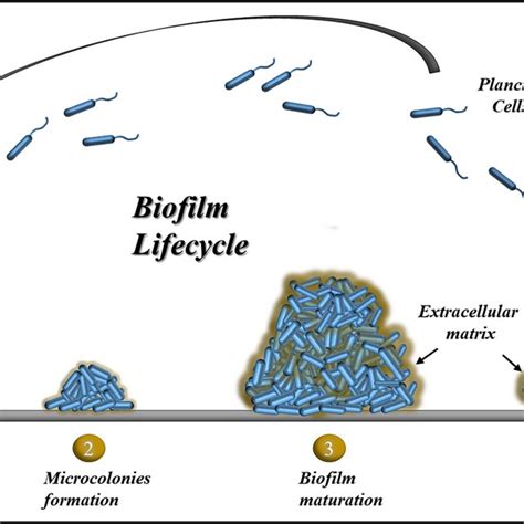 Different Stages Of Biofilm Formation Download Scientific Diagram