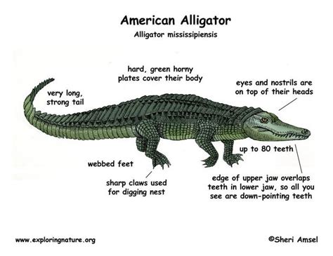 Alligator American Alligator Explore Nature