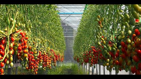 Growing Tomato Sowing Staking Pruning Care Harvesting Youtube