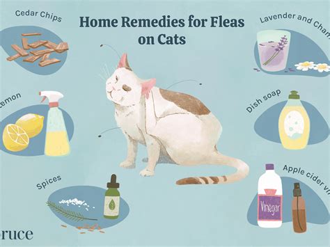How To Get Rid Of Sand Fleas On Cats Pest Phobia