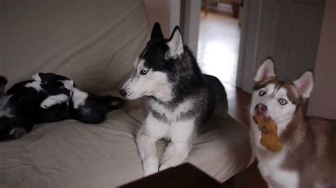 Mishka The Talking Huskys Silly Sisters Youtube