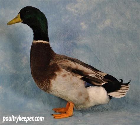 Rouen Clair Ducks Duck Breeds Duck Breeds Duck Rouen