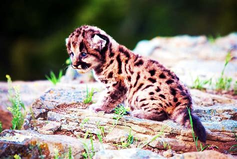 cougar cub predator nature kitten hd wallpaper peakpx